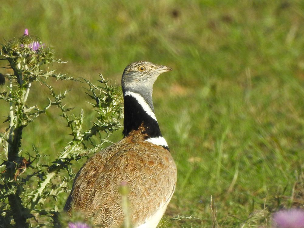 birdwatching-castro-verde